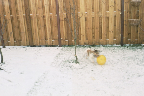 Jack Russell Terrier