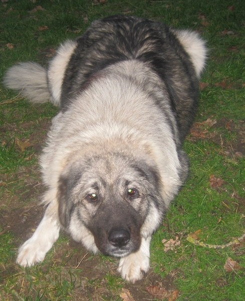 Kaukasische Owcharka