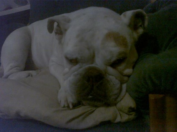 Engelse Bulldog