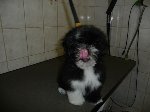 Lhasa Apso