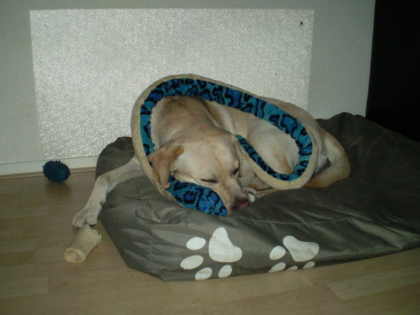 slapen met een slang