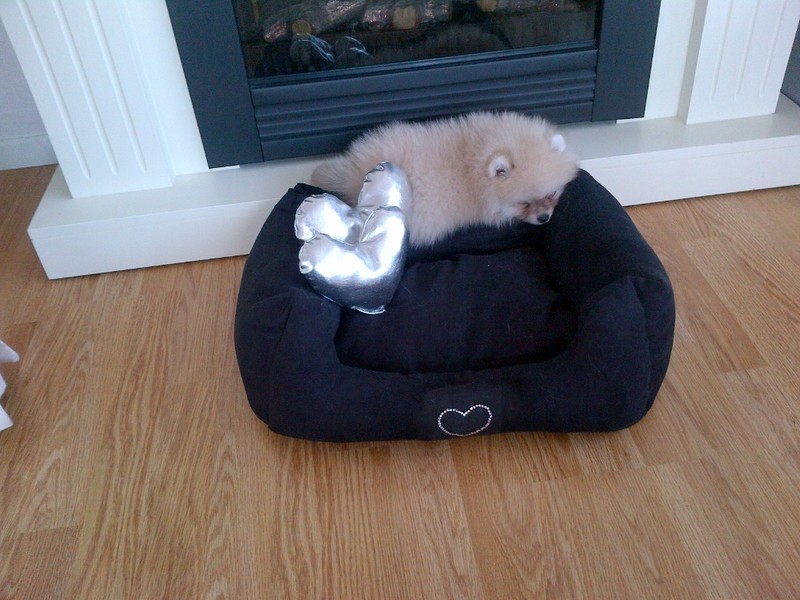 Waarom in de mand als je er ook op kan slapen ;-)