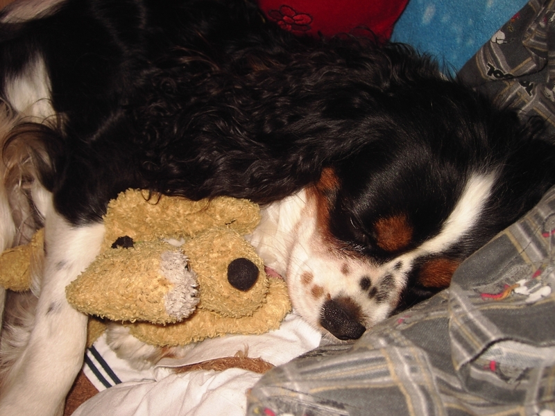 knufel kom bij mij ligen