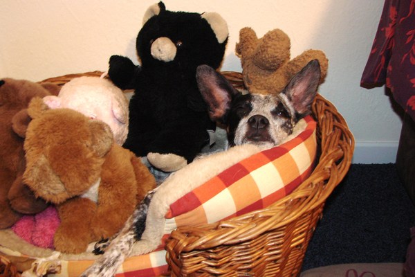 Heerlijk tussen de knuffels