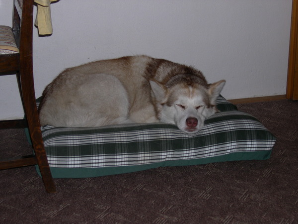 Amica vermoeid na een wandeling