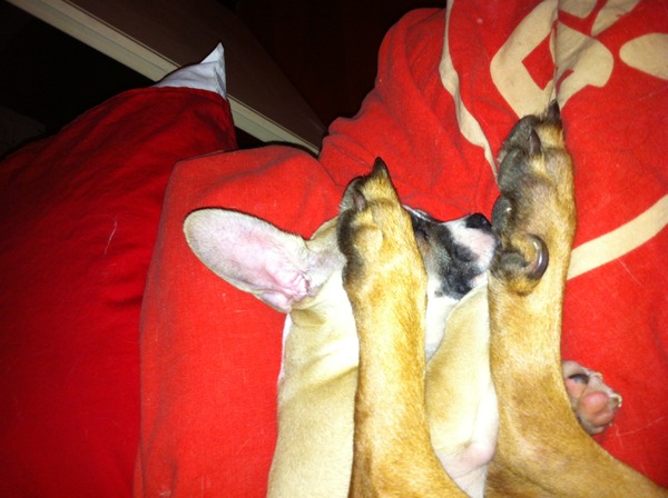 geen bord voor je kop maar poten