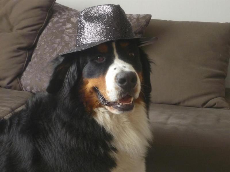 Berner Sennenhond