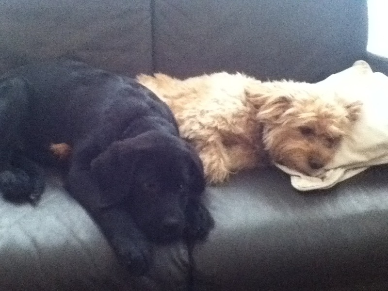 Lekker tegen elkaar aan slapen. 