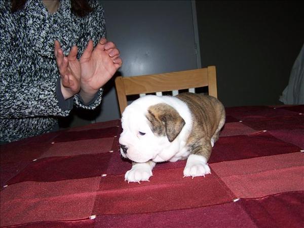 Old English Bulldog
