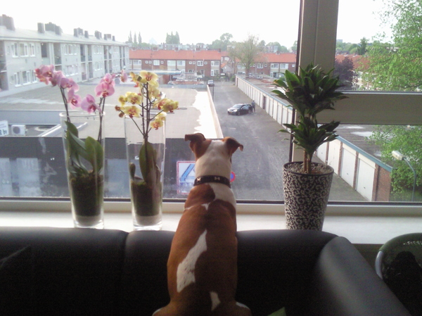 wie zal daar aankomen ???????