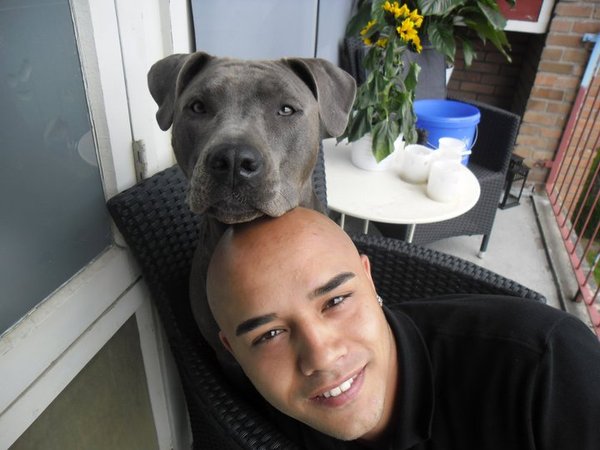 American Staffordshire Terrier