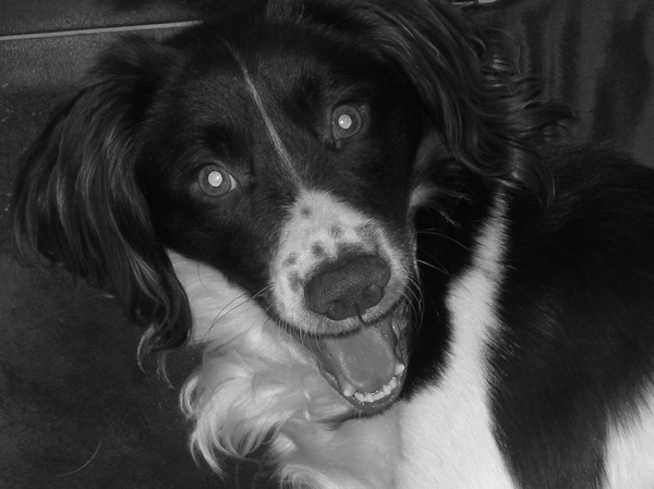 Engelse Springer Spaniel