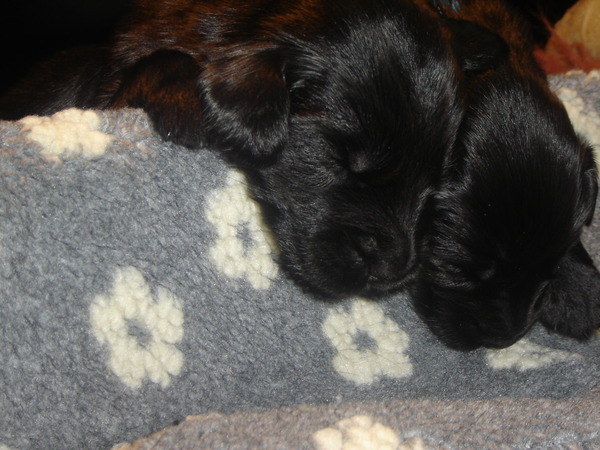 Grouse Steps Flatcoated Retriever Kennel