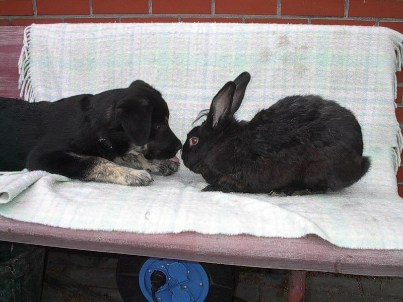 Liefde is... Je Konijntje Kusjes Geven