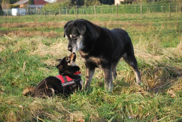 Liefde is... Even Stoppen Met Spelen Om Elkaar Een Neusje Te Geven