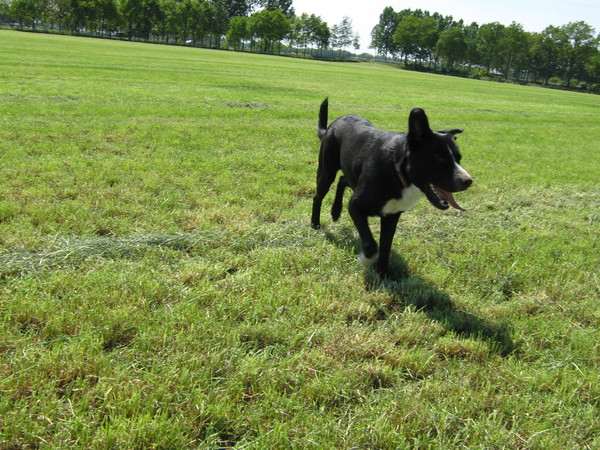 rennen in het weiland