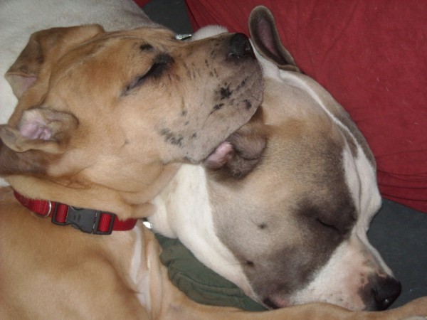 Liefde tussen 2 gevaarlijke reutjes :-)