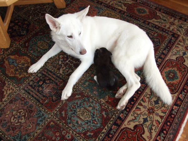 Die kitten bij je laten zuigen nu zijn moeder weg is.