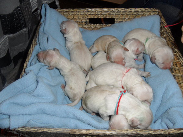 Goldenpups van Antonisse 
