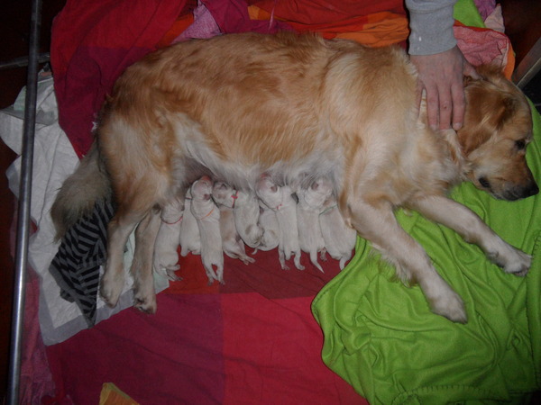 Goldenpups van Antonisse 