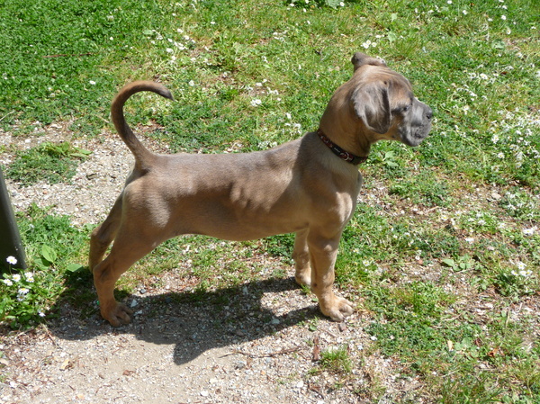jack(cane corso) ziet van alles is nieuwschierig