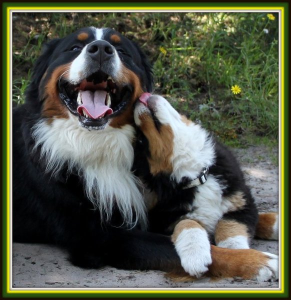 Zyko en z'n nieuwe huisgenootje Yuna ...