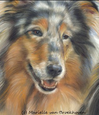 Schotse Herdershond, Langhaar