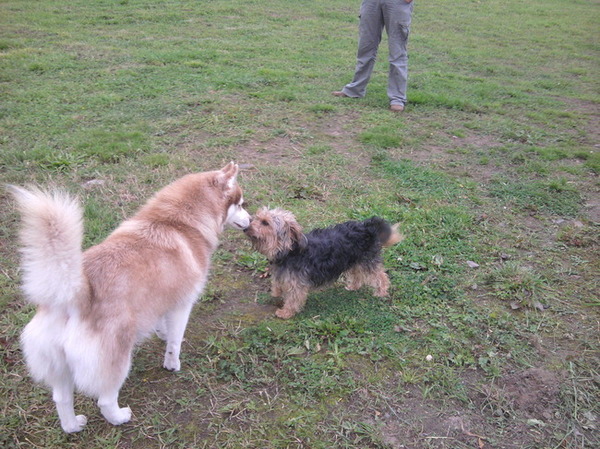 Een kusje op de hondenweide