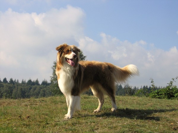 Australian Shepherd