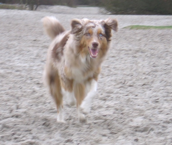 Australian Shepherd