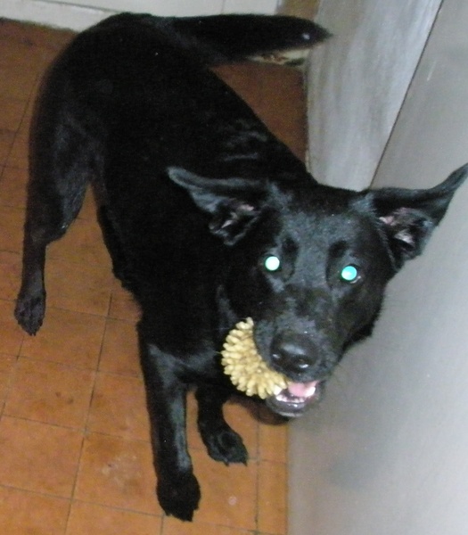 Jelly en haar favoriete speeltje