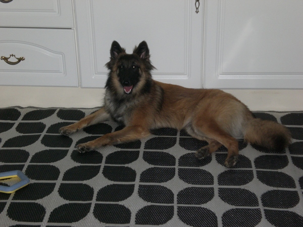 Belgische Herdershond, Tervuerense