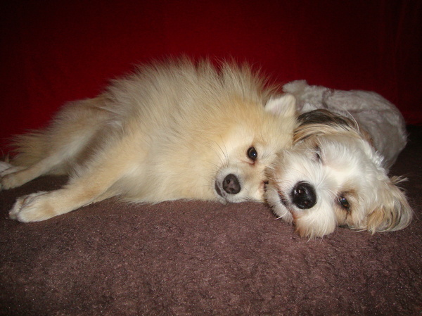 Always and Forever Love