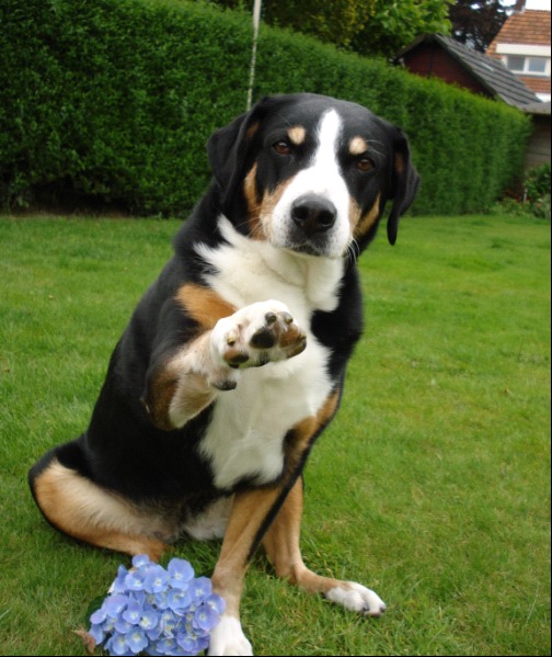 Appenzeller Sennenhond