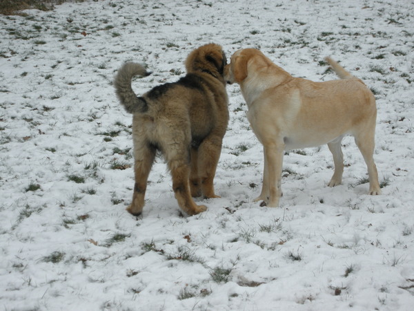 ... voor je beste vriend