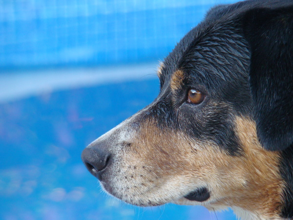 Entlebucher Sennenhond