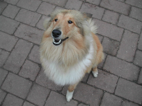 Schotse-collie