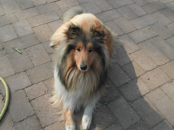 Schotse-collie