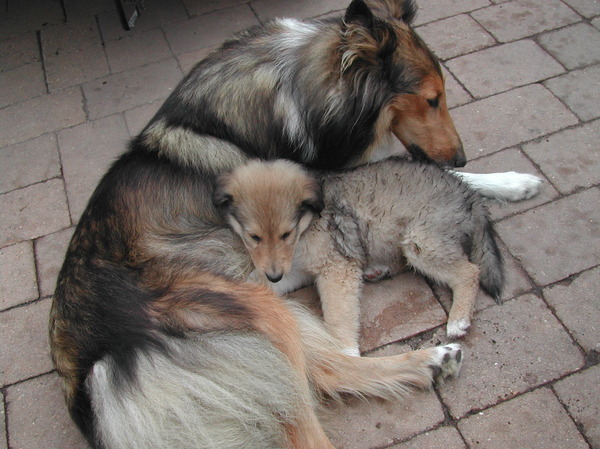 Schotse-collie