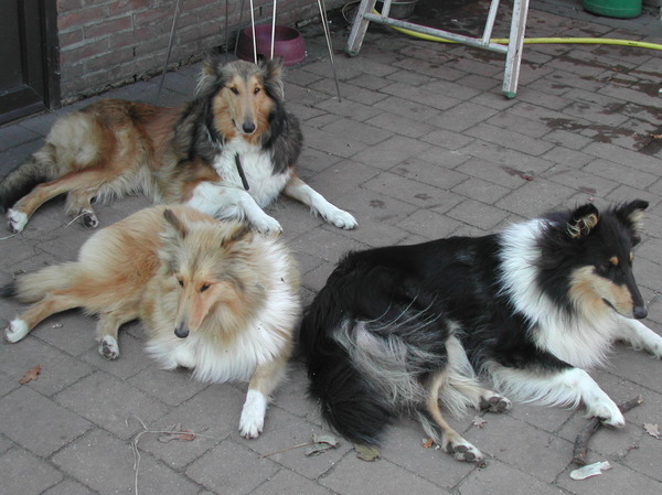 Schotse-collie