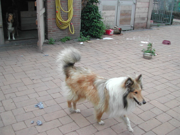 Schotse-collie