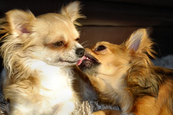 Samen koetelen in het zonnetje, liefdevol en vertrouwd..
