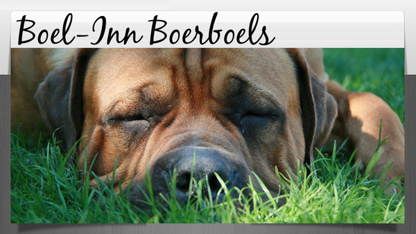 Boel-Inn Boerboels