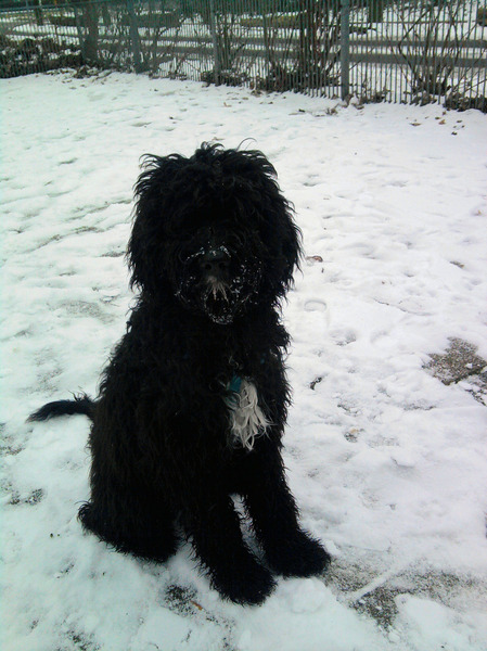 buddy de labradoodle 