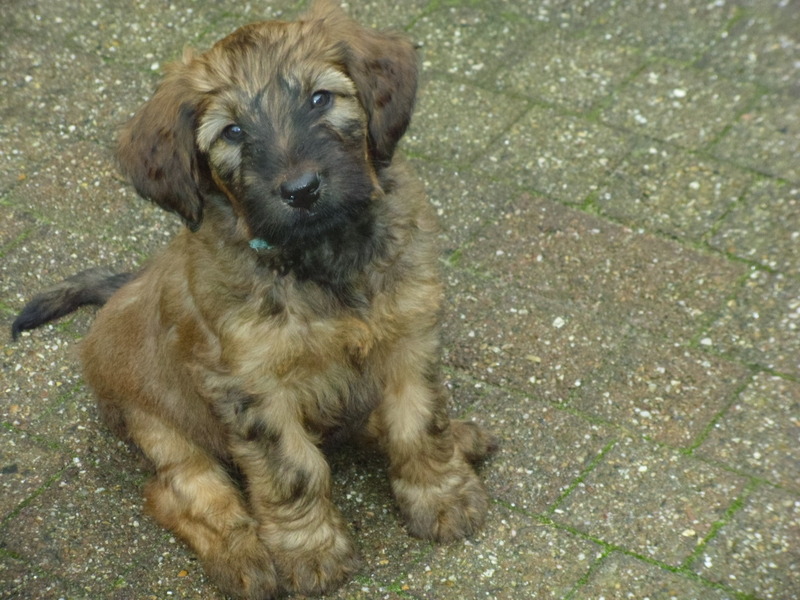 Briardkennel v. Marinlodyus