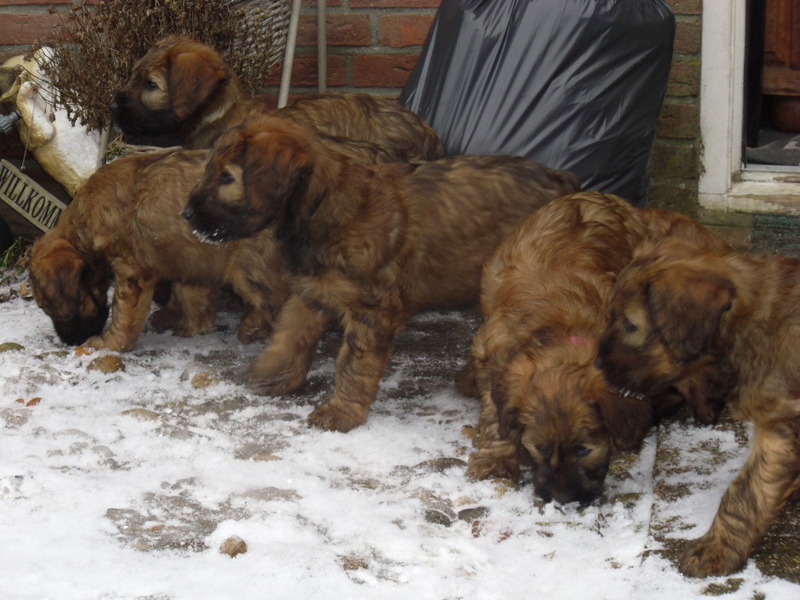 Briardkennel v. Marinlodyus