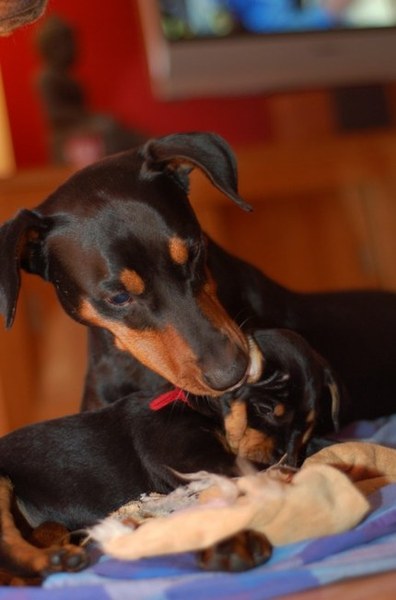 Daisy's Pride Duitse Pinschers