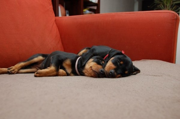 Daisy's Pride Duitse Pinschers