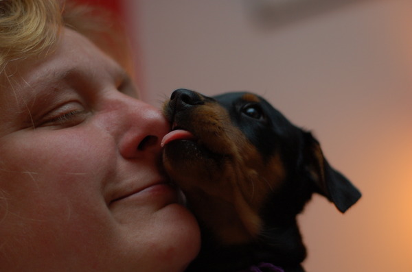 Daisy's Pride Duitse Pinschers