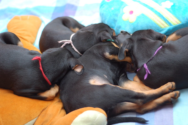 Daisy's Pride Duitse Pinschers